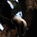 エナガ、メジロ、コウノトリ