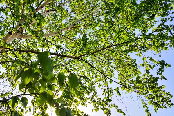 青木葉 Eatful Life