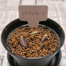 ミラクルフルーツが発芽した