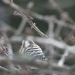 今日の野鳥　ヒヨドリ・コゲラ・コガラ？　鶴ヶ城公園