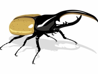 【動画】カッコいいカブトムシに興奮するやつｗｗｗｗｗｗｗｗｗｗｗｗｗｗｗｗ
