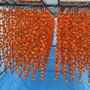 市田柿づくり始まりました