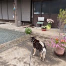 マーガレット？