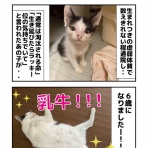 しゃーねこ家のblog