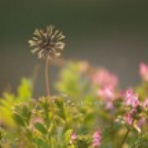 気ままなカメラアイ。