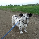 【画像】全く違う犬種の子供、キモすぎワロタ