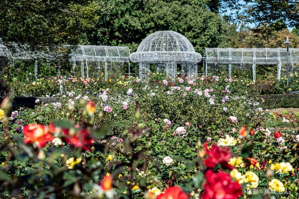 Npo法人 神奈川写真会 活動ブログ 小田原フラワーガーデン Npo法人 神奈川写真会 活動ブログ 小田原フラワーガーデン