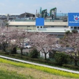 『サクラ、菜の花、春本番です!』の画像