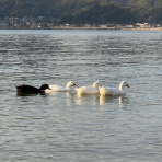 今治市民マンドリンアンサンブルのブログ