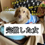 メルロコ一家の横須賀ストーリー