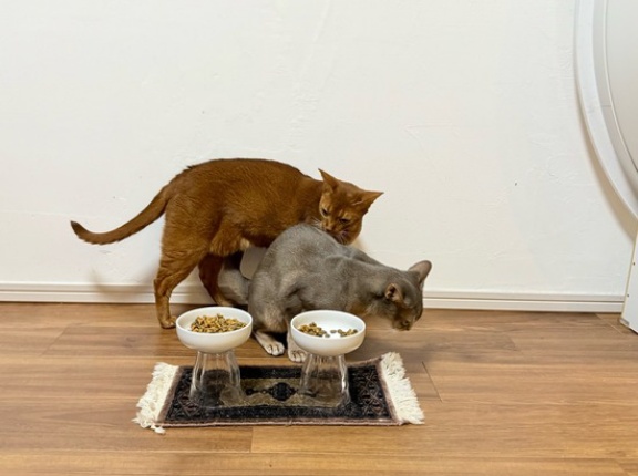 他の子のごはんが欲しくなるひめちゃん