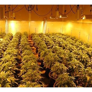 マンションで大麻草栽培していた男 大麻の香りを知っていた隣人に通報され逮捕 麻速