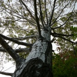 『銀河の滝の前のドロノキの大木』の画像