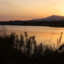 年々歳々☆チョウゲンボウ・蔓ウメモドキ・相模川の夕陽☆