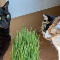 ねこ草