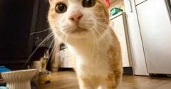 はったり