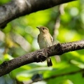 2026年10月3日の野鳥公園