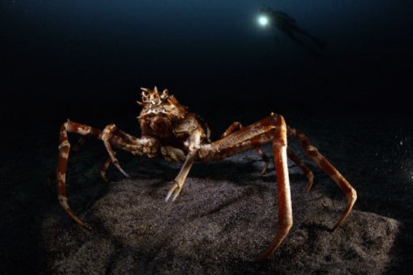 世界最大の甲殻類 タカアシガニ は美味しいのか 海と地球