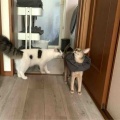 ジェネラルマンジュ（マンジュ将軍）とプライベートフタロウ（フタロウ二等兵）