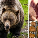 子育てフレフレ速報