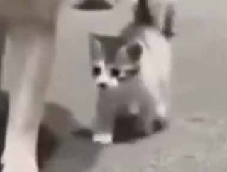 可愛い子たちがずっとついてくる → ちょっと困りました…