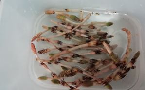 娘と一緒に"つくし"をつんで調理