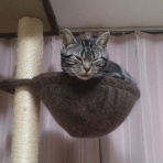 ﾈｺﾁｬﾝのﾆﾝｹﾞﾝ育成日記