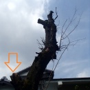 桜の老木　高いところから太い幹が落下しました