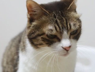 チクりに来た猫。