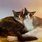 のっぴきならない。