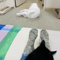Yさんのお当番日記『里親会にて』。