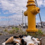 猫写真家・沖 昌之のブログ　野良ねこちゃんねる。　