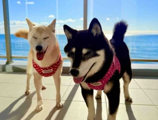 レジーナリゾート鴨川にお泊まり：海とテラスと、5人の時間