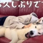 登録者45万人超の愛犬家YouTuberチャンネルさん、約7年半の活動を終了へ →その理由が「飼い主の鑑」すぎた