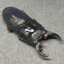 インプリカートゥスネブトクワガタ　飼育記＆今年の反省と来年の抱負