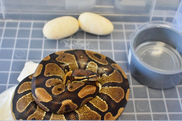 洋書　The Complete Ball Python ボールパイソン 洋書 The Complete Ball Python ボールパイソン 超格安価格