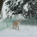 ひるがの雪まみれ。