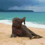 初めて海を見てテンション上がりすぎるゾウ（画像あり）