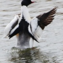ヤマドリ、ヤマセミ飛んだ。
