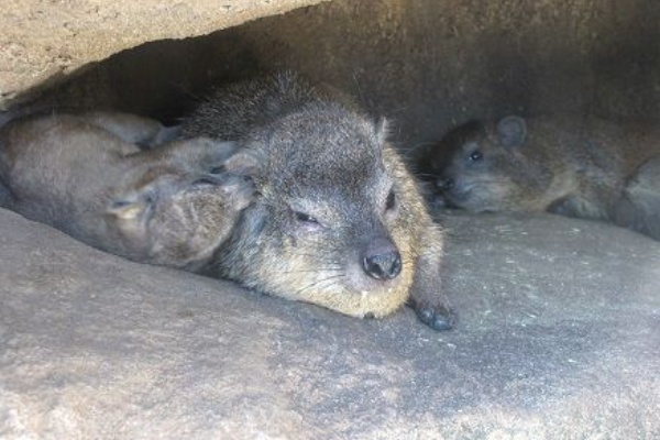 天王寺動物園スタッフブログ ケープハイラックス 天王寺動物園スタッフブログ ケープハイラックス