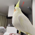 カズナル　～鳥達の襲撃