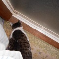 猫に小判を与えたら。 埋蔵金：千九百拾参両　マジぃかぁ・・・からのマジぃかぁっ！