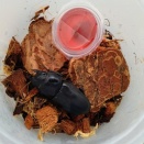 2026年 越冬明け／②遅めの♀始動