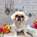 7/10 トリミングに来てくれた子達