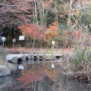 花鳥いろいろ 四季の野鳥