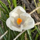 最近のホープ 2026年4月