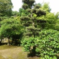 儂も花を付けとるぞ～（槇）
