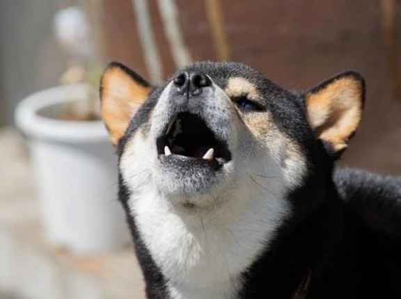 日本「犬の鳴き声って海外ではどういう発音？日本ならワンワンだけど」