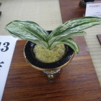 万年青　神奈川県支部の有志