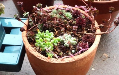 『外置きする多肉植物の寄せ植えと子株のさし木をしました』の画像